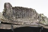 Hadrosaur (Hypacrosaur) Left Mandible - Awesome Tooth Battery! #206201-1